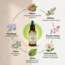 Icon of the treatment/product picture Fleurs de Bach Ménopause