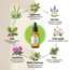 Icon of the treatment/product picture Fleurs de Bach Anti stress